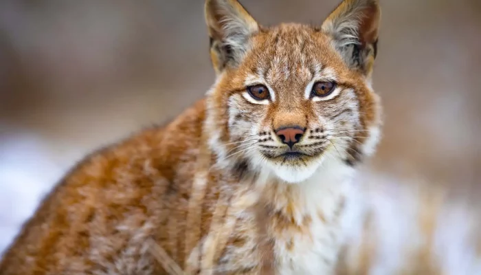 braun weiße raubkatze sitzend in der natur oder im wald mit scharfem blick im späten winter